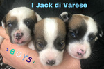 Jack Russell Cuccioli Pedigree Enci - Foto n. 3