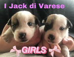 Jack Russell cuccioli Pedigree Enci