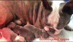 🐶 Bouledogue maschio di 3 settimane (cucciolo) in vendita a Varese (VA) e in tutta Italia da privato