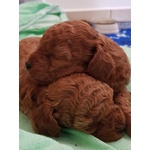 🐶 Barboncino femmina di 5 settimane (cucciolo) in vendita a Monselice (PD) e in tutta Italia da privato