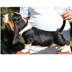 🐶 Bassethound di 8 settimane (cucciolo) in vendita a Pavia (PV) da allevamento