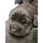 Cuccioli Labrador nero con Pedigree, Bellissimi! - Foto n. 5
