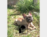 🐶 Bulldog Francese di 3 mesi in vendita a Alfonsine (RA) e in tutta Italia da privato