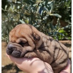 🐶 Shar Pei maschio di 6 settimane (cucciolo) in vendita a Francavilla Fontana (BR) da privato