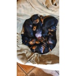 🐶 Bassotto Tedesco di 5 settimane (cucciolo) in vendita a Fabbrico (RE) e in tutta Italia da privato