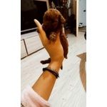 🐶 Barboncino di 8 settimane (cucciolo) in vendita a Brescia (BS) e in tutta Italia da privato