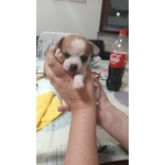 🐶 Chihuahua di 2 mesi in vendita a Lodi (LO) e in tutta Italia da privato