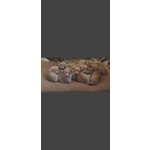 🐶 Weimaraner di 7 settimane (cucciolo) in vendita a Carrù (CN) da privato