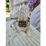 🐶 Spitz Tedesco nano maschio di 5 settimane (cucciolo) in vendita a Erbusco (BS) e in tutta Italia da privato