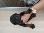 🐶 Dobermann maschio di 7 settimane (cucciolo) in vendita a Baone (PD) e in tutta Italia da privato