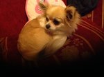 Bellissimo Chihuahua Cerca Fidanzata - Foto n. 3