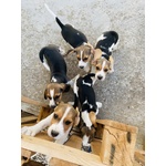 Cuccioli di Beagle - Foto n. 4