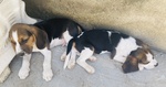 Cuccioli di Beagle - Foto n. 5