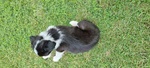 Cucciole di Border Collie - Foto n. 3