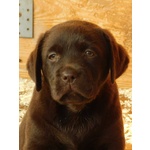🐶 Labrador maschio in vendita a San Paolo Bel Sito (NA) da privato