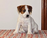 Cuccioli Jack Russell Terrier