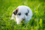 🐶 Jack Russel femmina di 6 settimane (cucciolo) in vendita a Como (CO) e in tutta Italia da privato