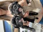🐶 Bulldog Francese maschio di 2 mesi in vendita a Polesella (RO) da privato