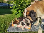 🐶 San Bernardo femmina di 6 settimane (cucciolo) in vendita a Albino (BG) e in tutta Italia da privato