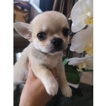🐶 Chihuahua maschio di 3 mesi in vendita a Roma (RM) da privato