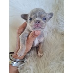 🐶 Chihuahua femmina di 6 settimane (cucciolo) in vendita a Roma (RM) da privato