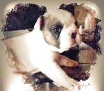 🐶 Bulldog Francese di 6 settimane (cucciolo) in vendita a Castel Bolognese (RA) e in tutta Italia da privato