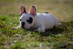Cuccioli Bulldog Francese - Foto n. 5