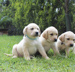 Cuccioli Labrador con Pedigree - Foto n. 2