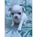 🐶 Chihuahua maschio di 5 settimane (cucciolo) in vendita a Prato (PO) e in tutta Italia da privato