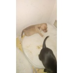 🐶 Pinscher di 2 settimane (cucciolo) in vendita a Napoli (NA) e in tutta Italia da privato