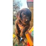 🐶 Cane Corso maschio di 8 settimane (cucciolo) in vendita a San Miniato (PI) e in tutta Italia da privato
