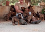 🐶 Pastore Belga femmina di 7 settimane (cucciolo) in vendita a Enna (EN) e in tutta Italia da privato
