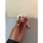cucciolo di boxer appena nato
