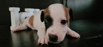 🐶 Jack Russel maschio di 6 settimane (cucciolo) in vendita a Rovellasca (CO) e in tutta Italia da privato