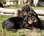 🐶 Setter femmina di 6 settimane (cucciolo) in vendita a Piombino (LI) e in tutta Italia da privato