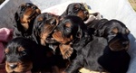 Cuccioli di Setter Gordon con Pedigree - Foto n. 5