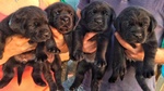 🐶 Labrador di 8 settimane (cucciolo) in vendita a Trapani (TP) e in tutta Italia da privato