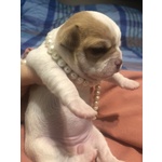 🐶 Chihuahua femmina di 3 settimane (cucciolo) in vendita a L'Aquila (AQ) da privato