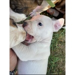 Cucciola di pit bull Bianca e Occhi Azzurri - Foto n. 2