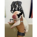 🐶 Boxer maschio di 1 settimana (cucciolo) in vendita a Roma (RM) e in tutta Italia da privato