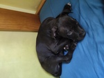 Regalo cucciolo di Pitbull terrier nero maschio.