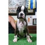 🐶 Boxer maschio di 1 anno e 10 mesi in vendita a Gorizia (GO) e in tutta Italia da privato