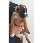 🐶 Boxer maschio di 2 anni e 1 mese in vendita a Terni (TR) e in tutta Italia da privato
