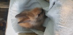 Coniglio Testa di Leone - Foto n. 9