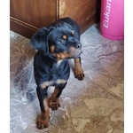 🐶 Rottweiler femmina di 1 anno e 11 mesi in vendita a Rimini (RN) e in tutta Italia da privato