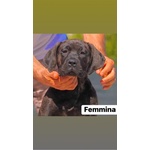 🐶 Cane Corso femmina in vendita a Villacidro (VS) e in tutta Italia da privato