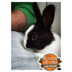 Olly - coniglietta in adozione