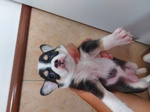 🐶 Chihuahua femmina di 1 anno e 9 mesi in vendita a Catanzaro (CZ) e in tutta Italia da privato