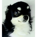Chihuahua Maschio 2.5 kg con Pedigree per Accoppiamento - Foto n. 1