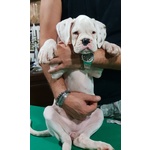 Cucciolo Maschio Boxer - Foto n. 4